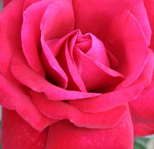 Online rózsa vásárlás - Vörös - teahibrid rózsa - diszkrét illatú rózsa - Rosa Thinking of You™ - Gareth Fryer - Bokros megjelenésű, vörös teahibrid fajta.